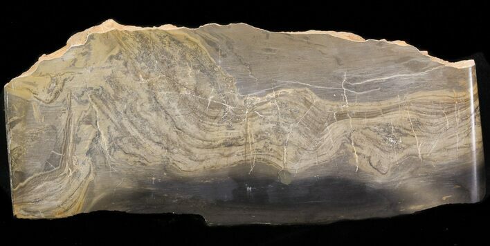 Devonian Stromatolite Slice - Orkney, Scotland #40112